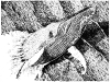 humpback