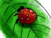 ladybug